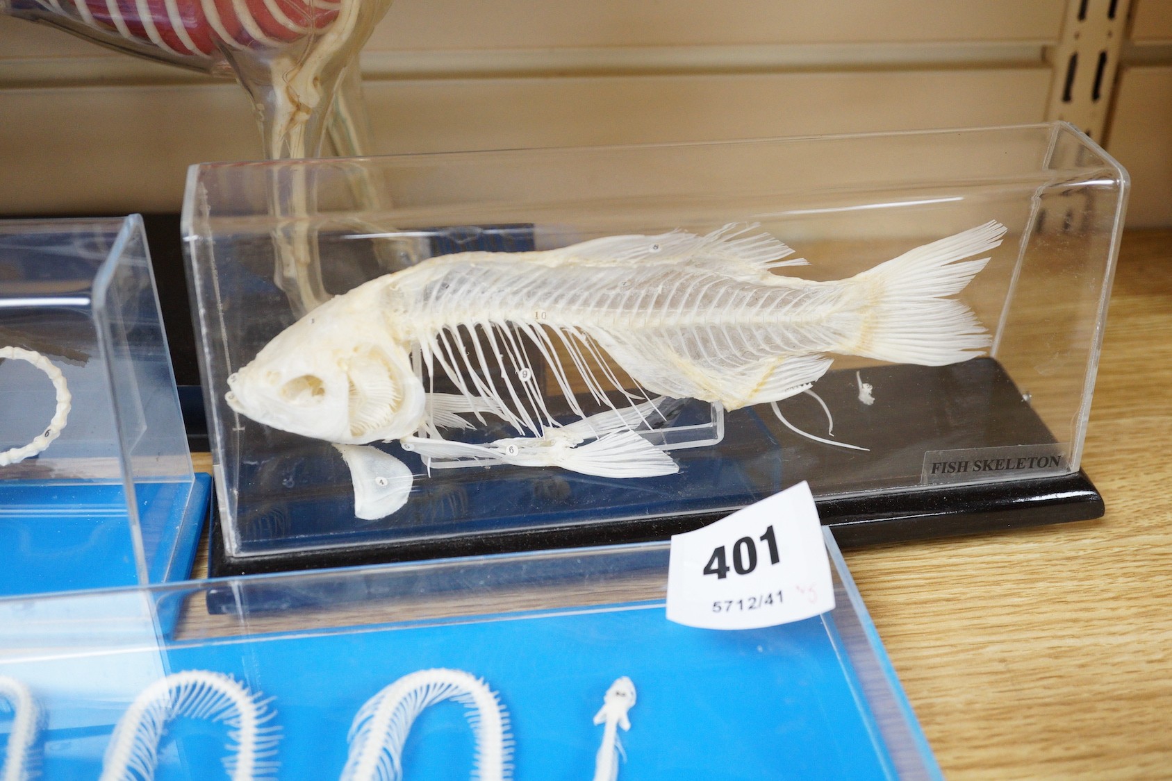 Animal anatomy - four skeleton specimens of a rat, fish, snake and frog in Perspex cases, the large is 30 cm long and a plastic model of a boxer dog skeleton and internal organs, 26.5 cm long